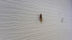 Melanoliarus placitus