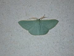 Prasinocyma ocyptera