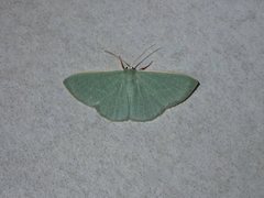 Prasinocyma ocyptera