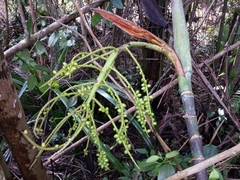 Dypsis psammophila