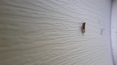 Melanoliarus placitus