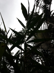 Dypsis boiviniana