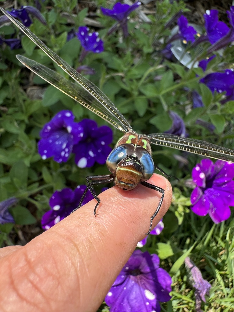 swamp darner