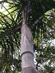 Dypsis hovomantsina