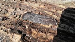 Limax cinereoniger