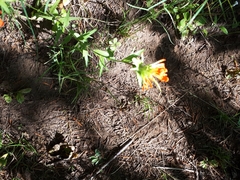 Castilleja hispida hispida
