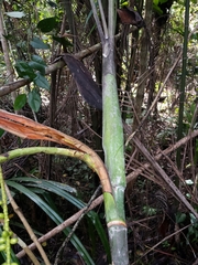 Dypsis psammophila