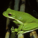 Green Treefrog - Photo (c) David G. Barker, some rights reserved (CC BY-NC), uploaded by David G. Barker