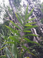Dypsis boiviniana