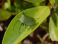 Biprorulus bibax
