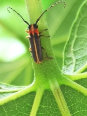 Essostrutha binotata