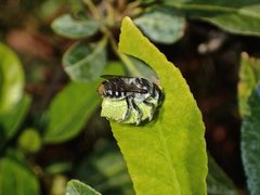 Megachile chrysopyga