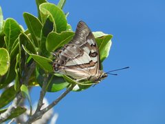 Charaxes sempronius tiberius