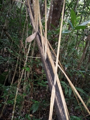Dypsis hovomantsina