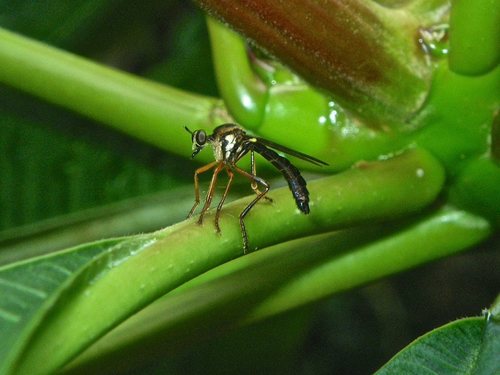 Austrosaropogon insulanus
