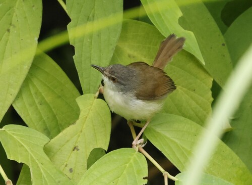 Rufescent Prinia (Prinia rufescens), photo 6