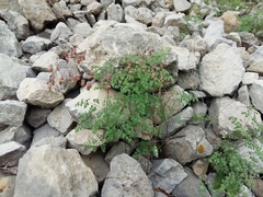 Thalictrum foetidum