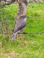 Pyrope pyrope fortis