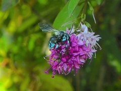 Thyreus caeruleopunctatus