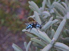 Thyreus caeruleopunctatus