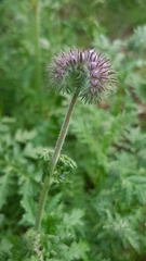 Phacelia tanacetifolia