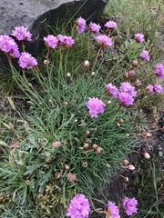 Armeria maritima maritima
