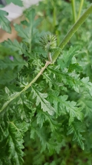 Phacelia tanacetifolia