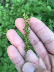 Carex stipata