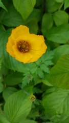 Papaver cambricum