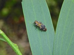Diphucrania scabrosula