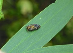 Diphucrania scabrosula