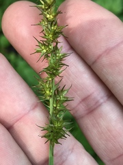 Carex stipata