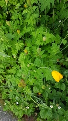 Papaver cambricum