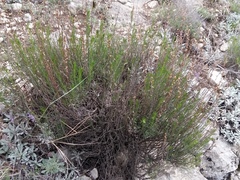 Artemisia salsoloides