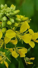 Rhamphospermum arvense