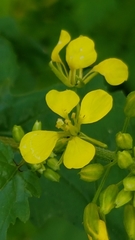 Rhamphospermum arvense