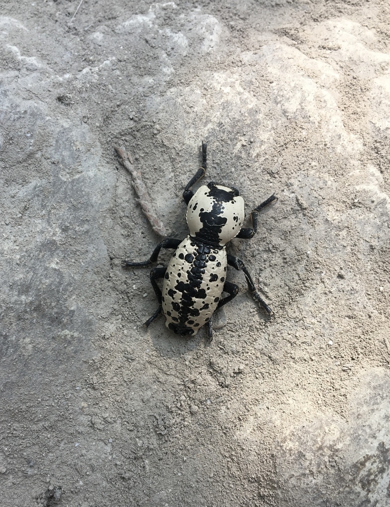 Texas Ironclad Beetle from Cedar Ridge Preserve, Dallas, TX, US on ...