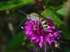 Radumeris tasmaniensis