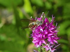 Radumeris tasmaniensis