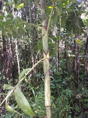 Dypsis nodifera