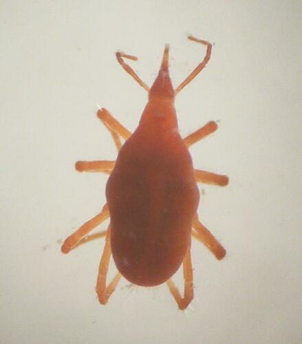 Neomolgus littoralis