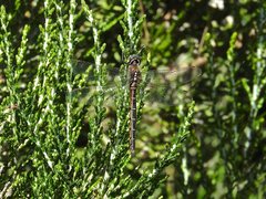 Procordulia jacksoniensis