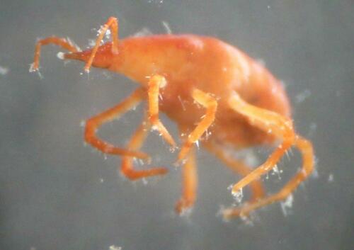 Neomolgus littoralis