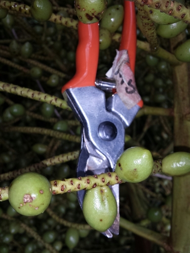 Image of Dypsis lastelliana by no rights reserved