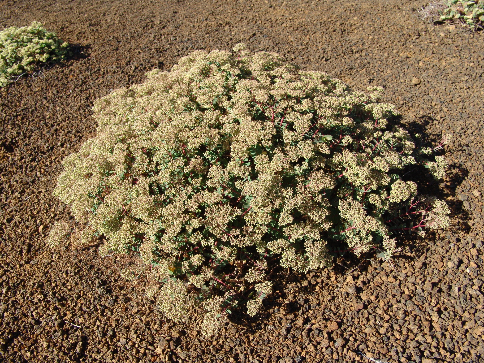 Euphorbia origanoides