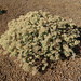 Euphorbia origanoides - Photo (c) Drew Avery, algunos derechos reservados (CC BY), uploaded by drew_avery