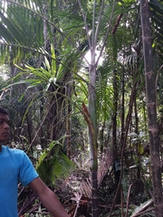 Dypsis psammophila