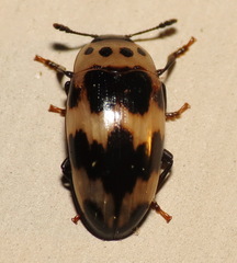 Ischyrus quadripunctatus