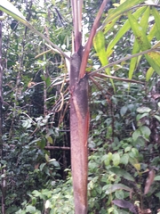 Dypsis boiviniana
