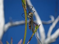 Clytocosmus edwardsi